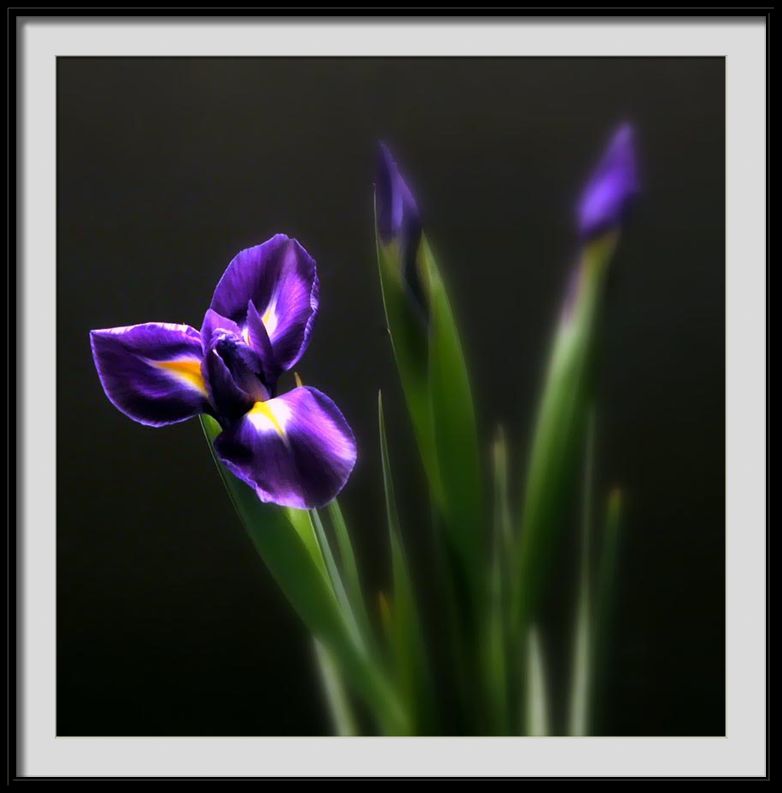 фото "iris" метки: природа, цветы