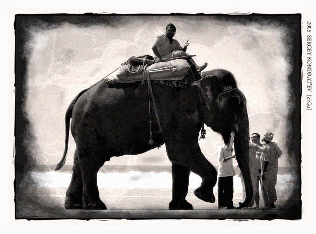 photo "The Elephant" tags: travel, nature, Asia, pets/farm animals