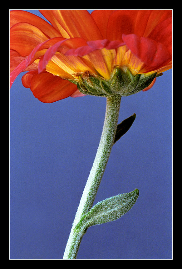 photo "Perfil Field Flower" tags: nature, macro and close-up, flowers