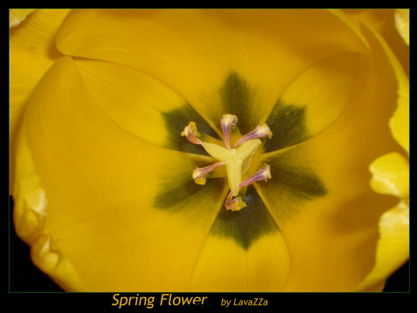 photo "Spring Flower vol2" tags: misc., 