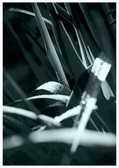 photo "Dew drops" tags: black&white, nature, 