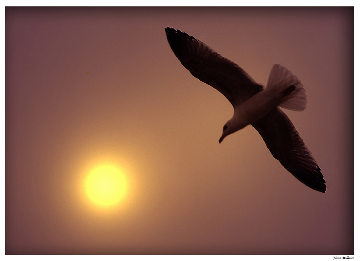 photo "Flying to the sun." tags: landscape, sunset