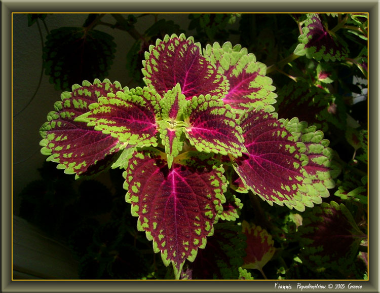 photo "Spring Greece" tags: nature, travel, Europe, flowers