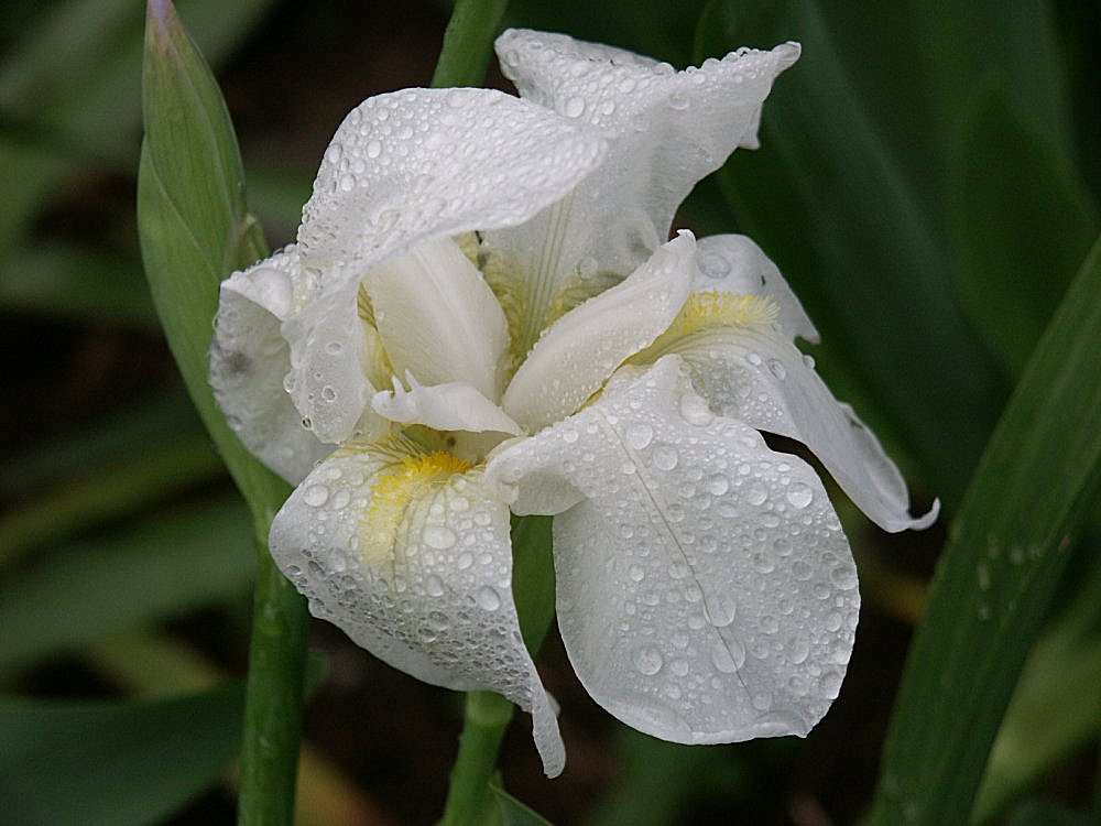 photo "Little white flower" tags: nature, flowers