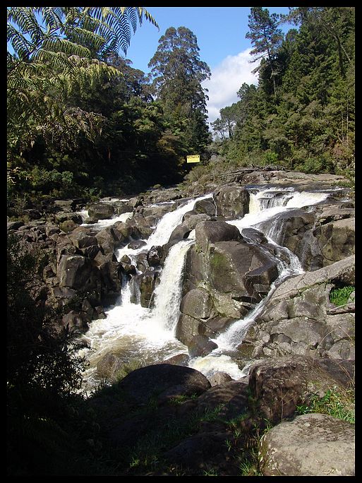 photo "Mc Laren Falls - Tauranga" tags: nature, flowers