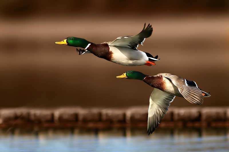 фото "Mallards Across The Wall" метки: природа, дикие животные