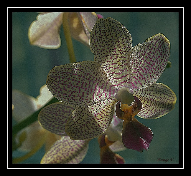 photo "... orchid ..." tags: nature, montage, flowers