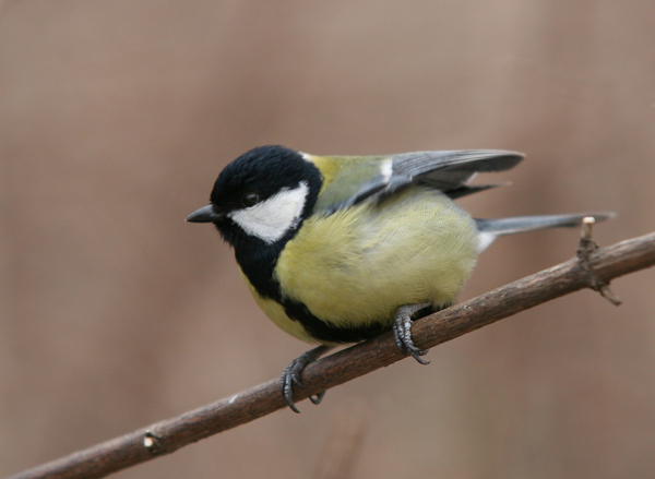 photo "Parus major" tags: nature, wild animals