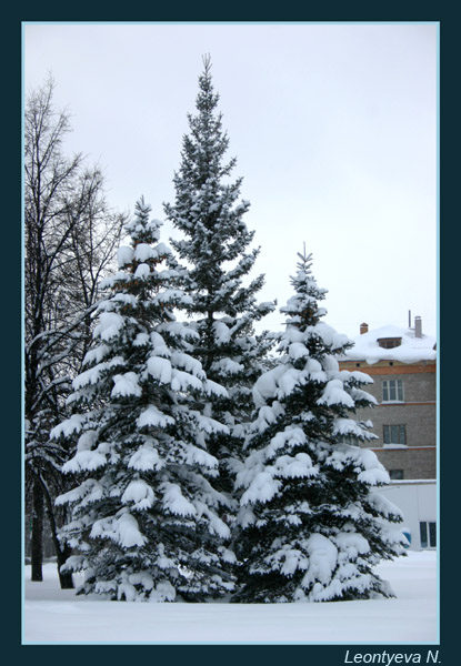 photo "Three sisters" tags: landscape, forest, winter