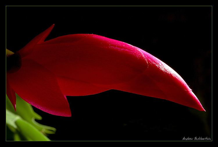 photo "Red Baron" tags: macro and close-up, nature, flowers