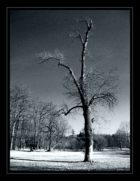 photo "tree" tags: nature, flowers