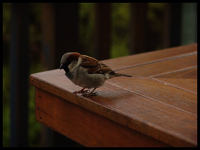 photo "Bird on table" tags: nature, genre, wild animals