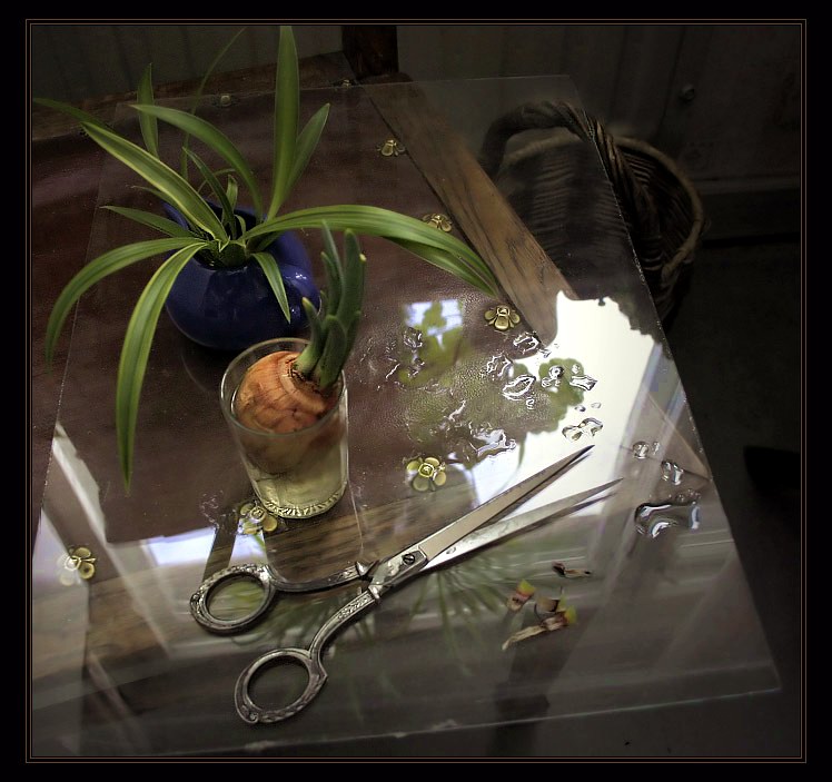 photo "Still-life with a progrown bulb" tags: still life, 