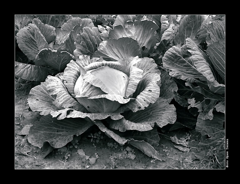 photo "Harvest" tags: nature, flowers