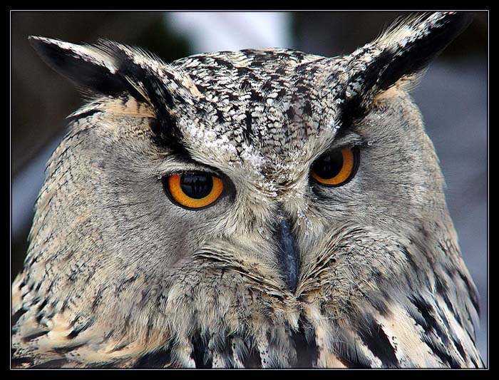 photo "The Glance...(Eagle owl-2)" tags: nature, portrait, wild animals