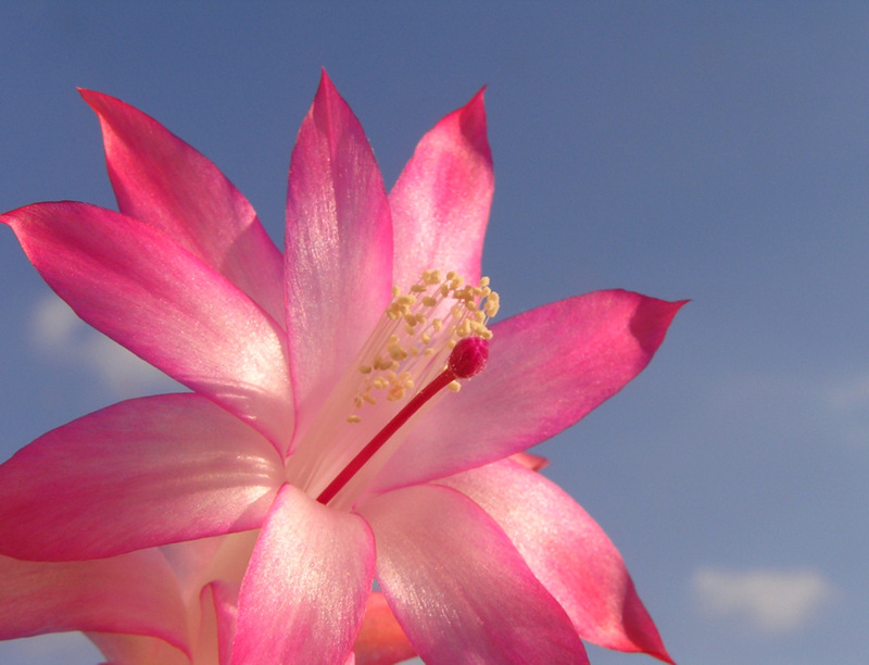 фото "cvet cactusa" метки: природа, цветы