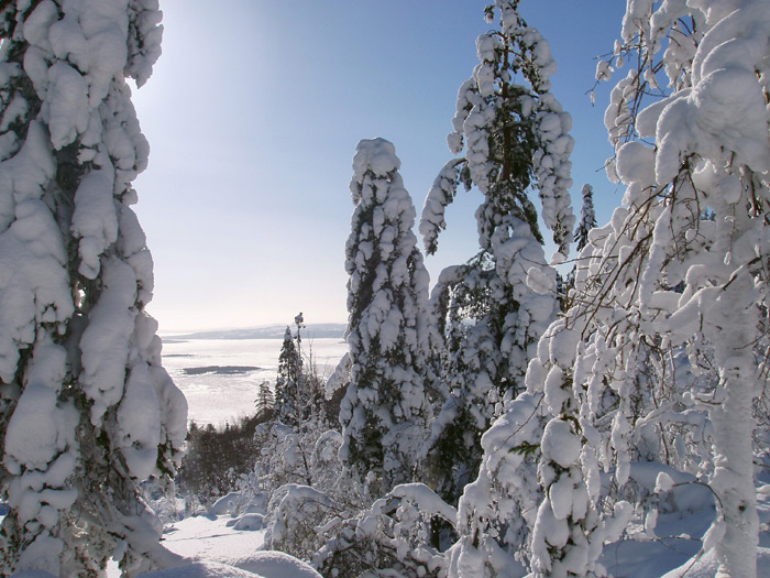 фото "Царство полярной совы III." метки: пейзаж, зима, лес