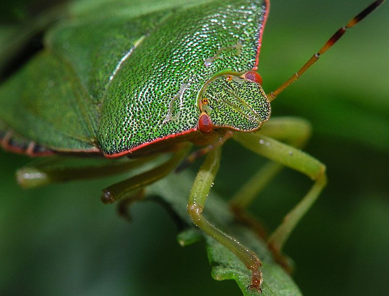 фото "Клопик" метки: природа, макро и крупный план, насекомое