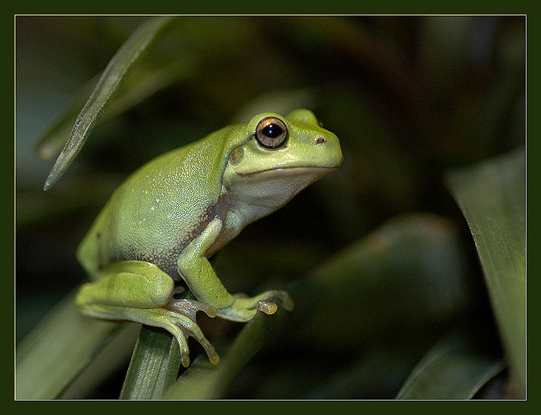 photo "Virgin Youth" tags: macro and close-up, portrait, 