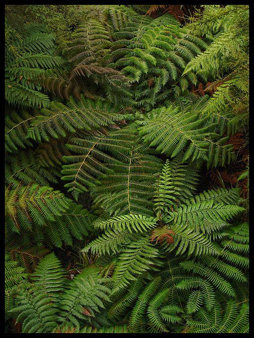 photo "Green" tags: nature, landscape, flowers, forest