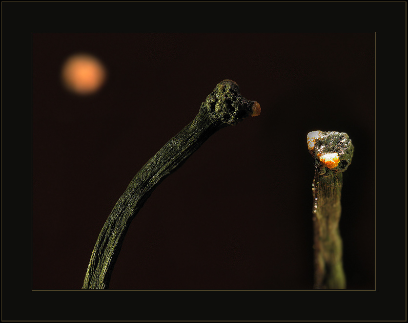 photo "from a life of matches: the darling look... someth" tags: macro and close-up, genre, 