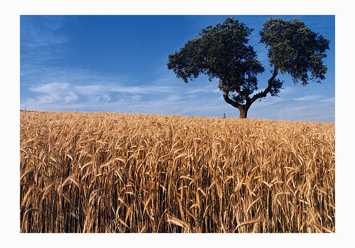 photo "one tree" tags: landscape, summer