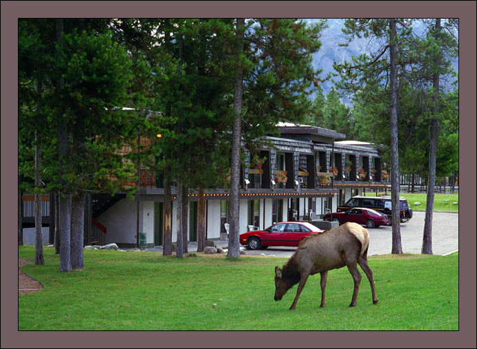 photo "natural lawnmower :)" tags: nature, travel, North America, wild animals