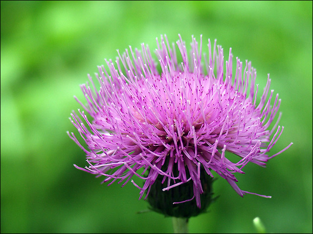 photo "Spring I want!" tags: macro and close-up, nature, flowers