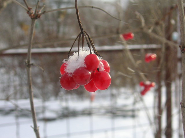 photo "Guelder-rose" tags: macro and close-up, nature, flowers