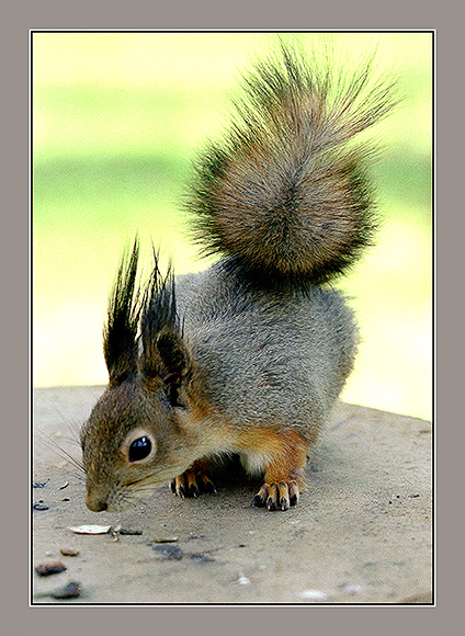 photo "squirrel" tags: nature, wild animals