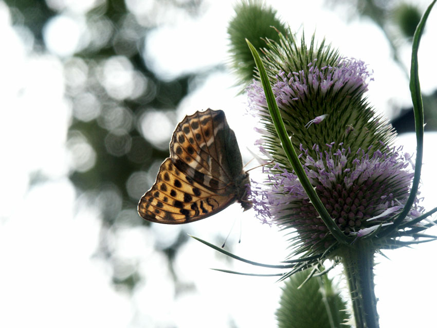 photo "vertigo" tags: nature, flowers