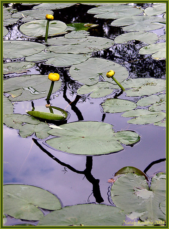 photo "Illusions" tags: nature, flowers