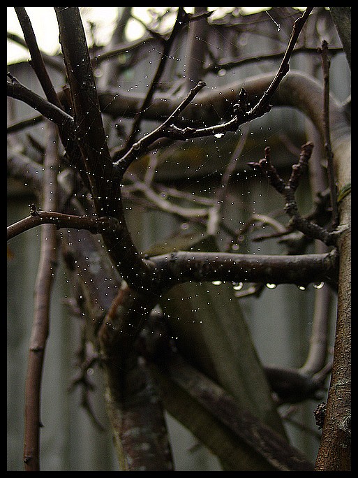 photo "Spider Drops" tags: landscape, nature, summer