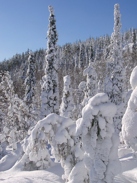 фото "Царство полярной совы IV." метки: пейзаж, зима, лес