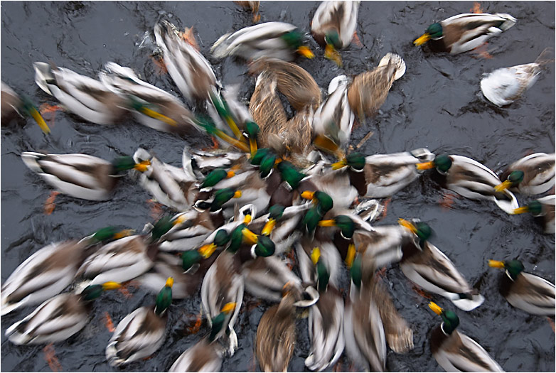 photo "###" tags: nature, wild animals