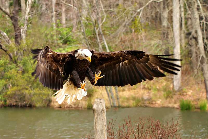 photo "The Eagle Is Landing" tags: nature, wild animals
