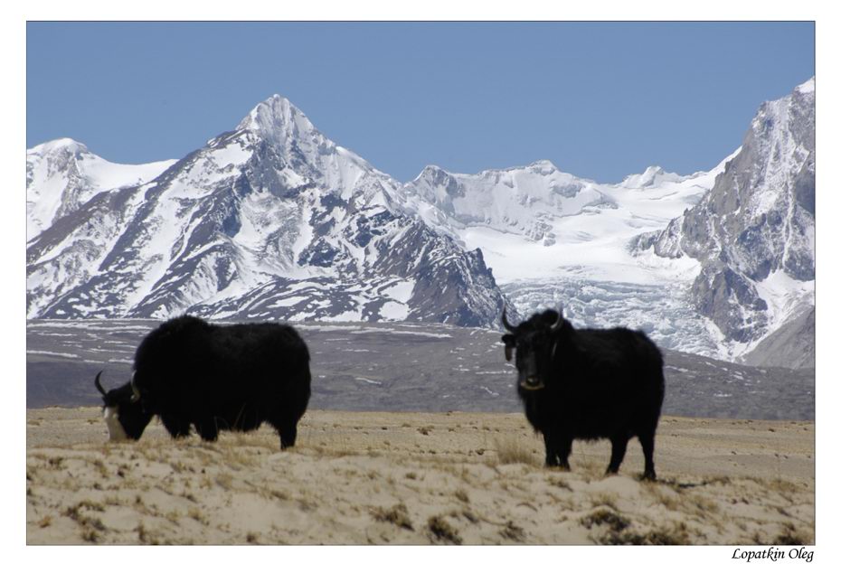 photo "yaks and mountains. Tibet" tags: travel, Asia