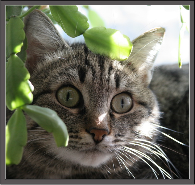 photo "Predator (in an ambush)" tags: nature, pets/farm animals