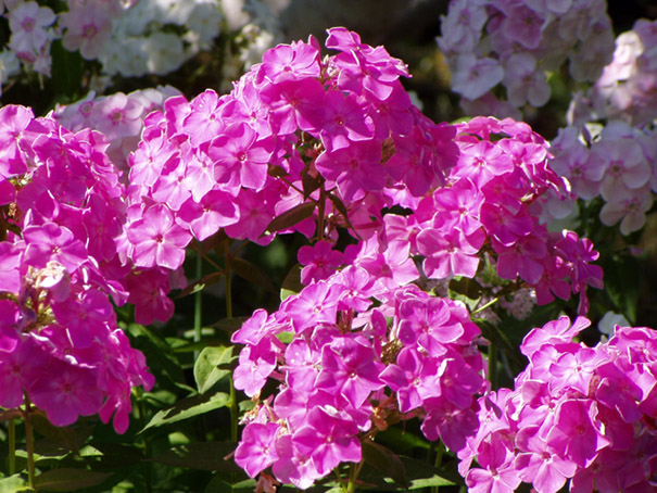 фото "Цвета лета: розовый" метки: природа, цветы