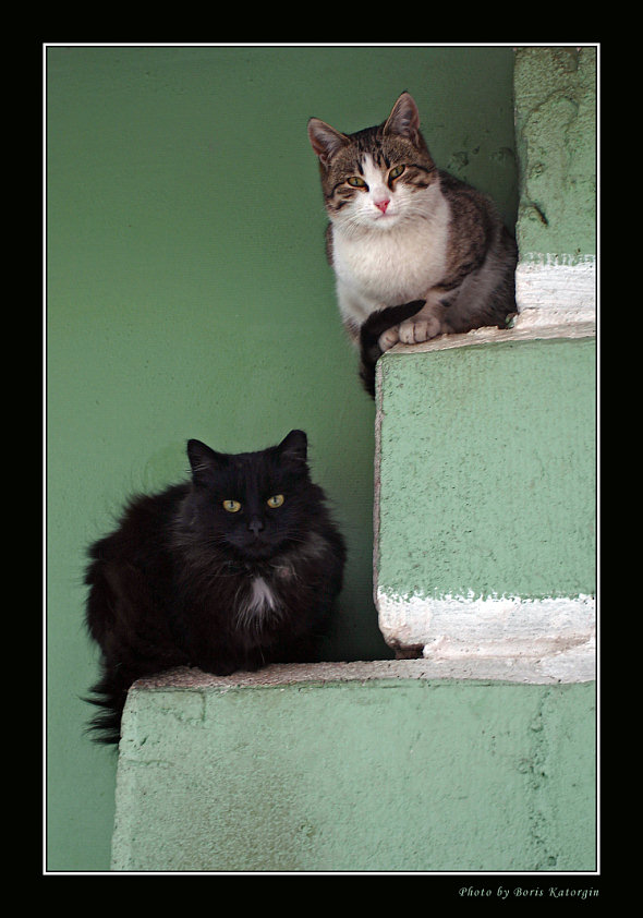 photo "Hierarchy" tags: nature, portrait, pets/farm animals