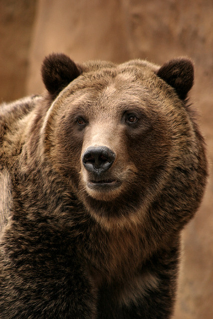 photo "Grizzly Bear" tags: nature, portrait, wild animals