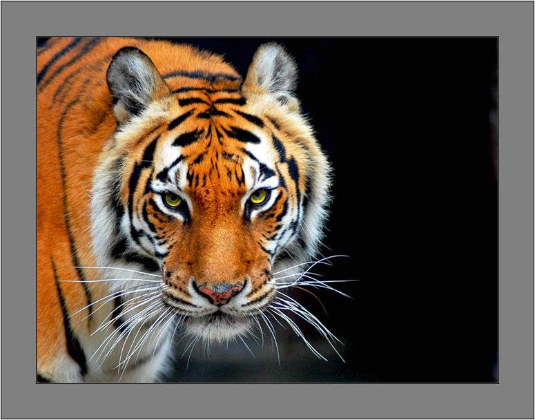 photo "Tiger, Baton Rouge Zoo" tags: nature, wild animals