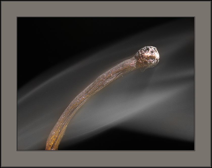 photo "From a life of matches #4: to favourite on appoint" tags: macro and close-up, genre, 