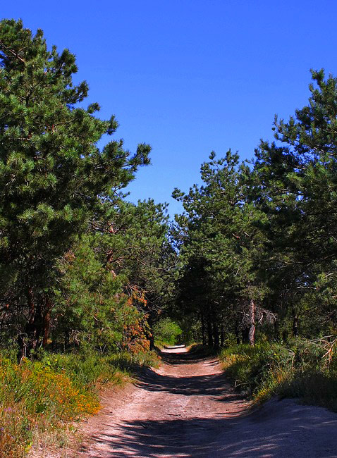 photo "The Pines road" tags: landscape, summer