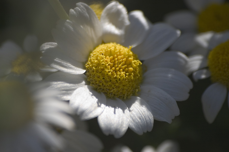 photo "Daises in the shadow" tags: nature, flowers