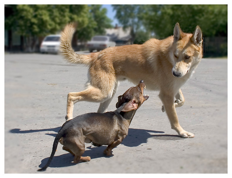 photo "get outta here !" tags: nature, pets/farm animals