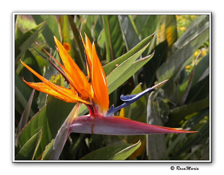 photo "Happy Easter" tags: nature, flowers