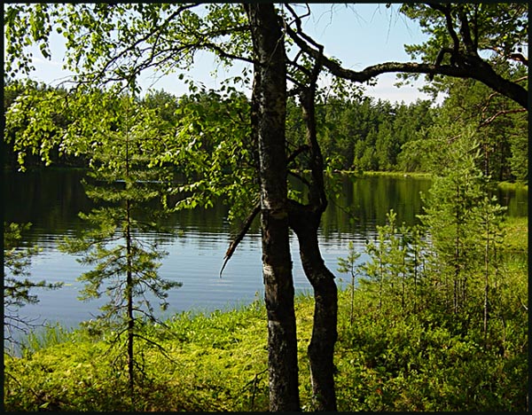 photo "Wood lake" tags: landscape, forest, water