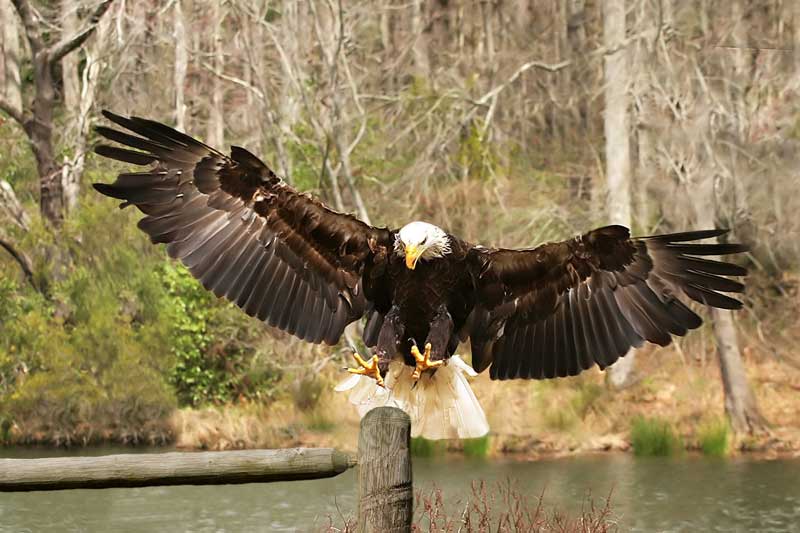 photo "On Wings Of Eagle`s" tags: nature, wild animals