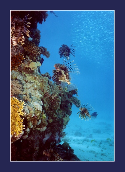 photo "... winged flight  ..." tags: underwater, 